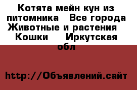 Котята мейн-кун из питомника - Все города Животные и растения » Кошки   . Иркутская обл.